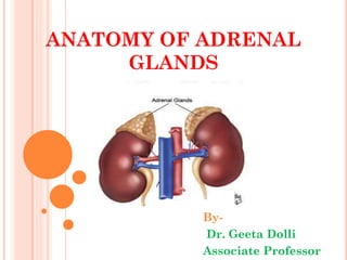 ANATOMY OF ADRENAL
GLANDS
By-
Dr. Geeta Dolli
Associate Professor
 