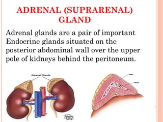 ADRENAL (SUPRARENAL)
GLAND
Adrenal glands are a pair of important
Endocrine glands situated on the
posterior abdominal wal...