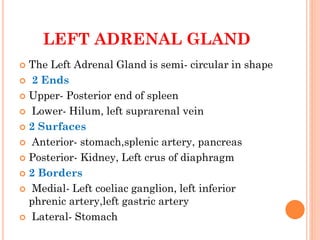 STRUCTURE OF ADRENAL GLAND
 ANATOMY OF ADRENAL GLANDS
 The adrenal glands are paired bodies lying
cranial to the kidneys...