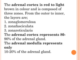 Cortex
Medulla
Catecholamine
Zona reticularis
Sex hormones
Zona fesciculata
Glucocorticoids
Zona glomerulosa
Mineralocorti...