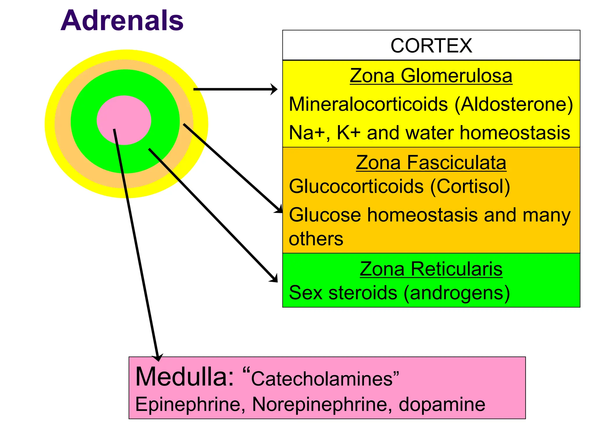 Adrenal glands & hormones.ppt
