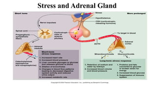 Stress and Adrenal Gland
 