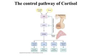 The control pathway of Cortisol
 