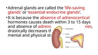 •Adrenal glands are called the ‘life-saving
glands’ or ‘essential endocrine glands’.
•It is because the absence of adrenocortical
hormones causes death within 3 to 15 days
and absence of adrenomedullary hormones,
drastically decreases the resistance to
mental and physical stress
 