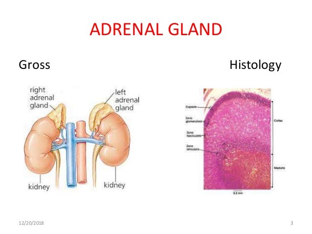 anatomy of the adrenal gland anatomy of the adrenal gland