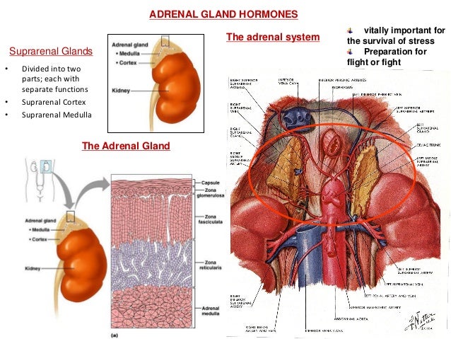 adrenal cortex hormones and functions