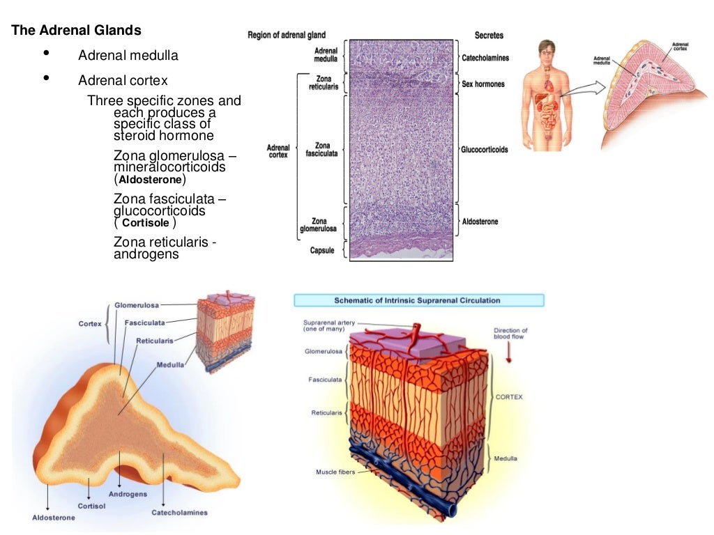 adrenal gland releases what hormones
