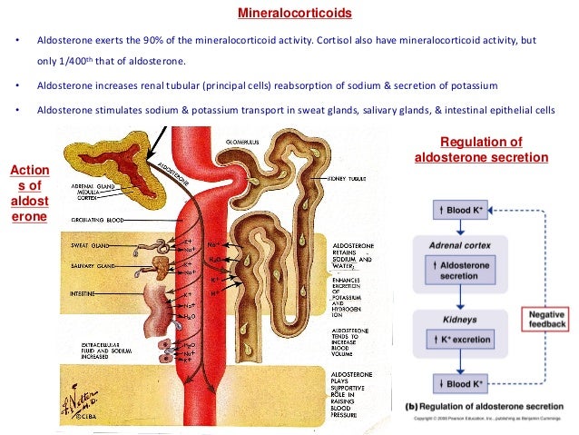 adrenal hormone secretion adrenal hormone secretion