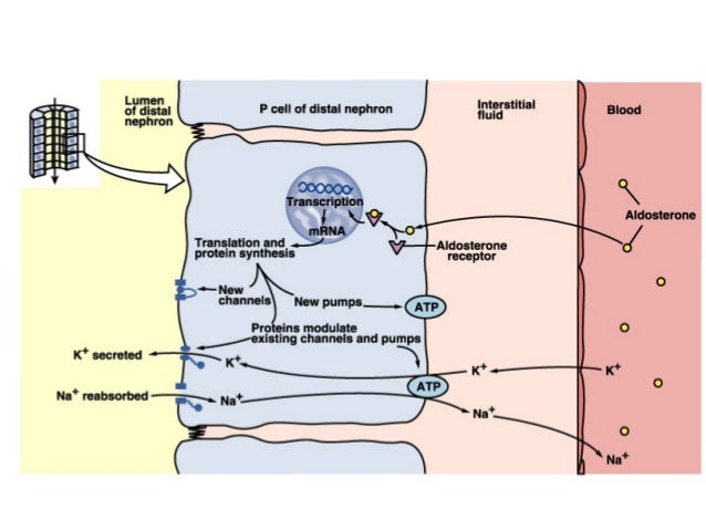 Adrenal hormones