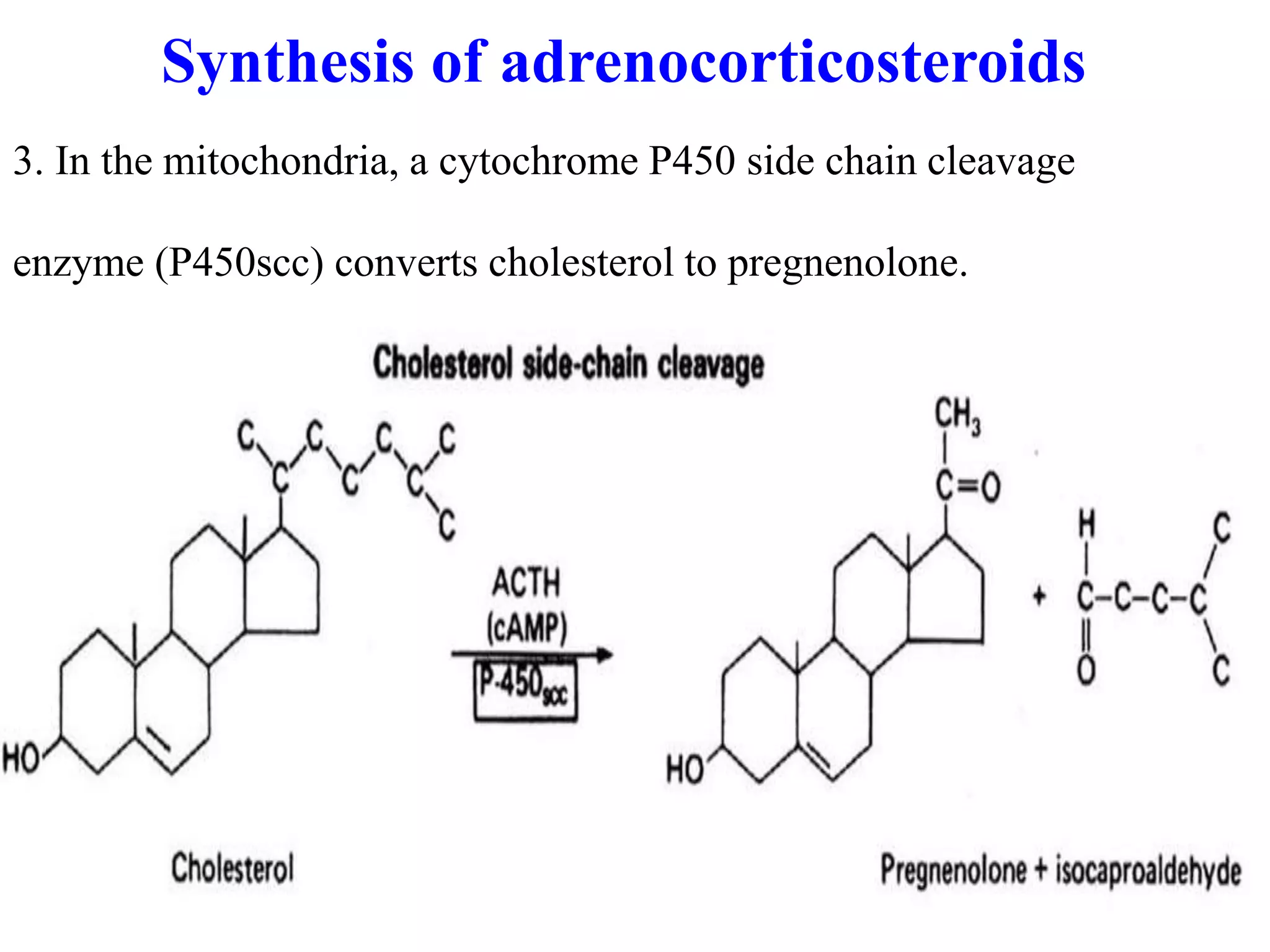 3. In the mitochondria, a cytochrome P450 side chain cleavage
enzyme (P450scc) converts cholesterol to pregnenolone.
Synthesis of adrenocorticosteroids
 
