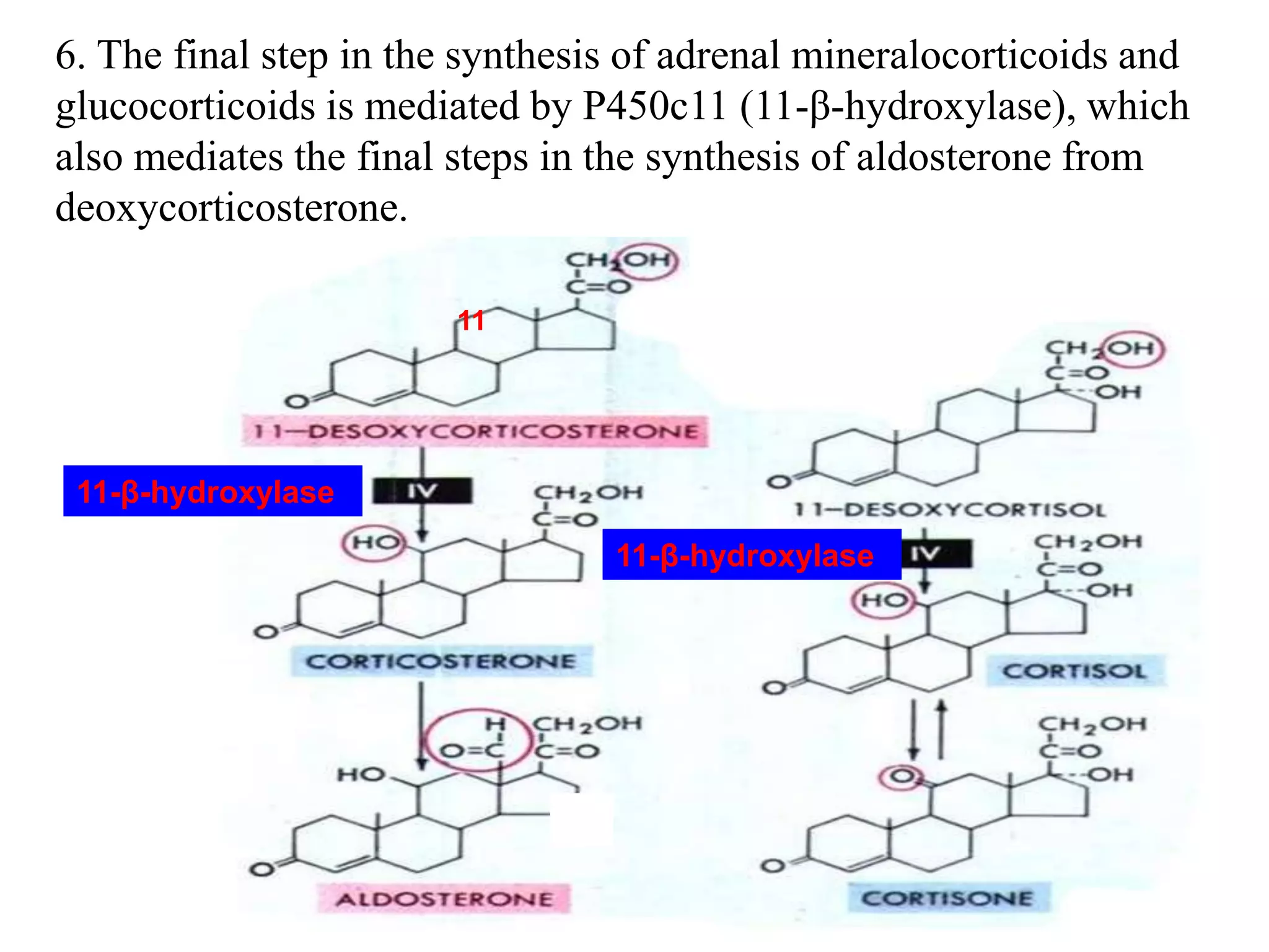 6. The final step in the synthesis of adrenal mineralocorticoids and
glucocorticoids is mediated by P450c11 (11-β-hydroxylase), which
also mediates the final steps in the synthesis of aldosterone from
deoxycorticosterone.
11-β-hydroxylase
11-β-hydroxylase
11
 