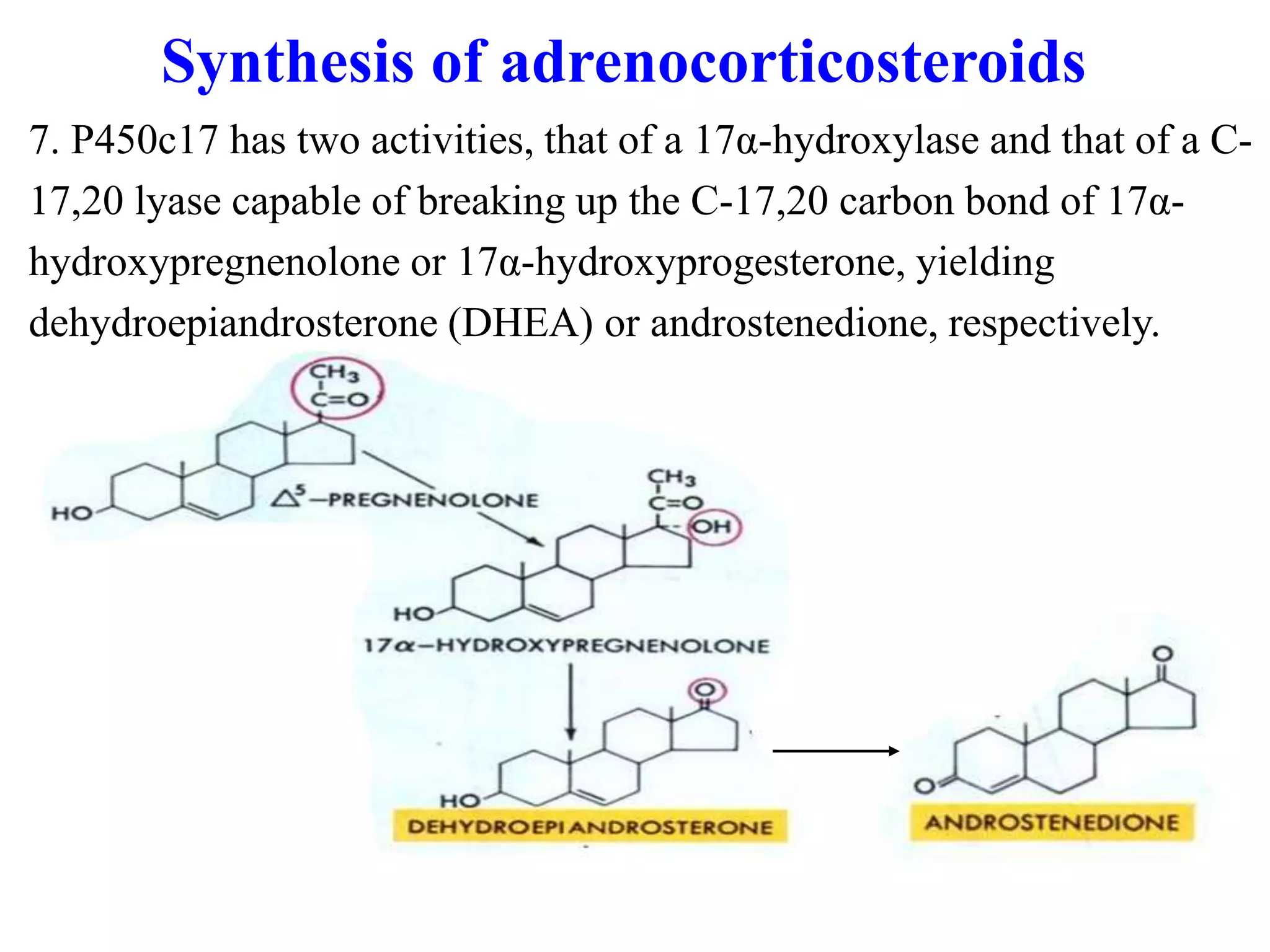 7. P450c17 has two activities, that of a 17α-hydroxylase and that of a C-
17,20 lyase capable of breaking up the C-17,20 carbon bond of 17α-
hydroxypregnenolone or 17α-hydroxyprogesterone, yielding
dehydroepiandrosterone (DHEA) or androstenedione, respectively.
Synthesis of adrenocorticosteroids
 