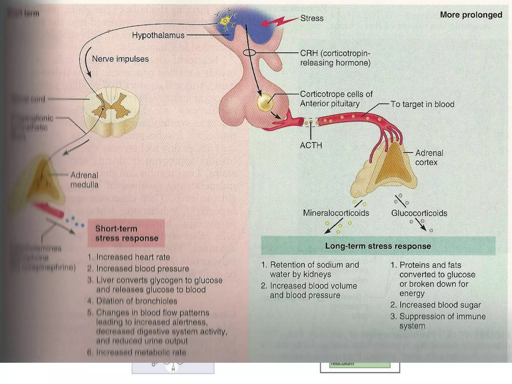 Biosynthesis
Of human
steroid
Hormones
 