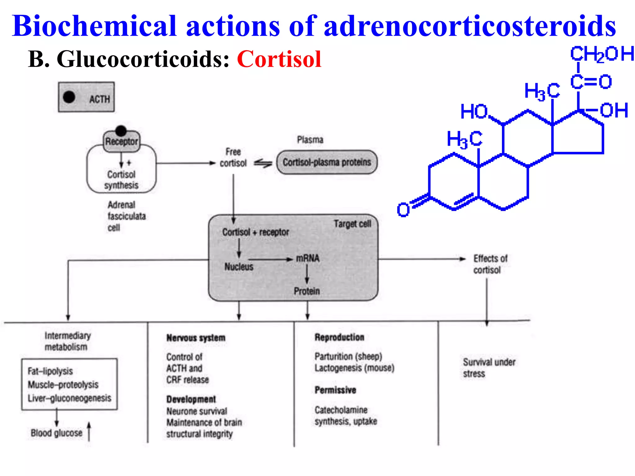 Biochemical actions of adrenocorticosteroids
B. Glucocorticoids: Cortisol
 