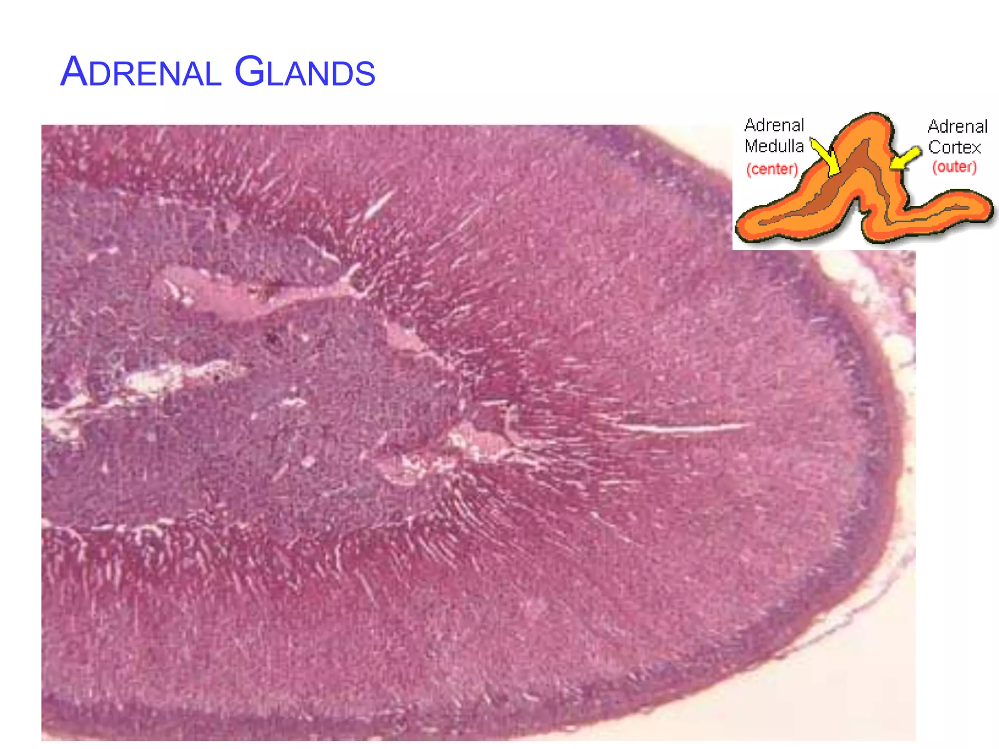 ADRENAL GLANDS
 