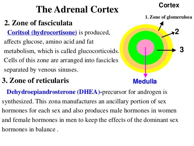 side effects of adrenal cortex side effects of adrenal cortex