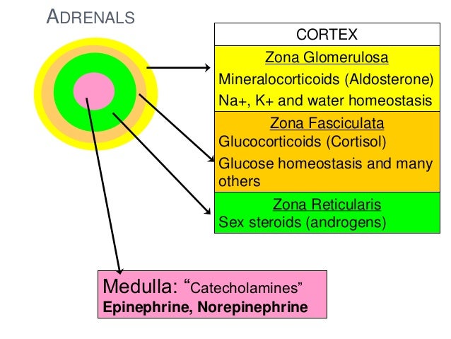 cortical hormones cortical hormones