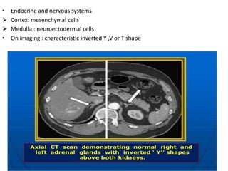 • Endocrine and nervous systems
 Cortex: mesenchymal cells
 Medulla : neuroectodermal cells
• On imaging : characteristic inverted Y ,V or T shape
 