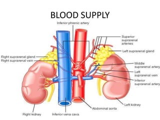 BLOOD SUPPLY
 