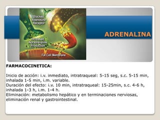 ADRENALINA
FARMACOCINETICA:
Inicio de acción: i.v. inmediato, intratraqueal: 5-15 seg, s.c. 5-15 min,
inhalada 1-5 min, i.m. variable.
Duración del efecto: i.v. 10 min, intratraqueal: 15-25min, s.c. 4-6 h,
inhalada 1-3 h, i.m. 1-4 h.
Eliminación: metabolismo hepático y en terminaciones nerviosas,
eliminación renal y gastrointestinal.
 