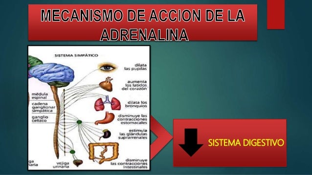 Adrenalina, Bioquímica, medicina