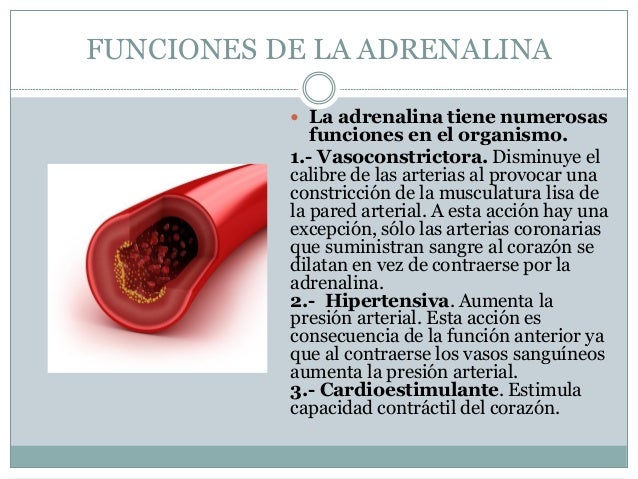 Cual Es La Funcion De La Adrenalina