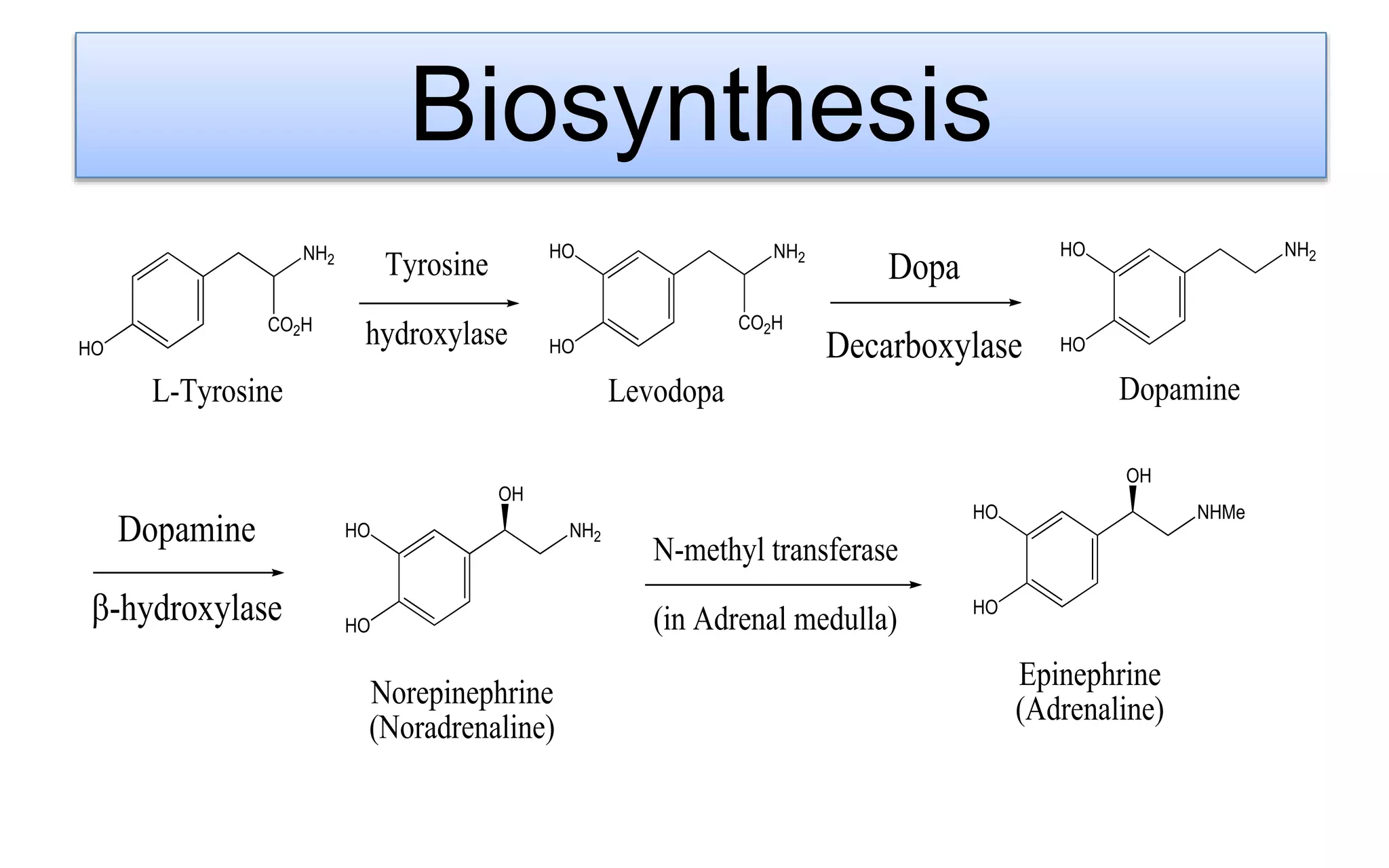 Adrenaline \u0026 Noradrenaline | PPTX, image size:2048x1280