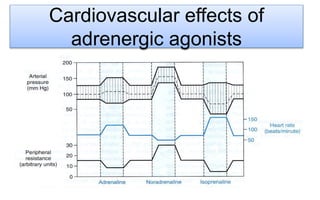 Cardiovascular effects of
adrenergic agonists
 