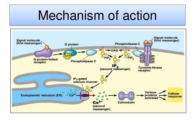 l mechanism Adrenaline & Noradrenaline