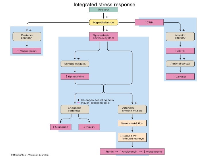 adrenal medulla stress response adrenal medulla stress response