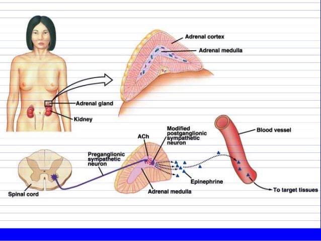 the hormone secreted by adrenal medulla
