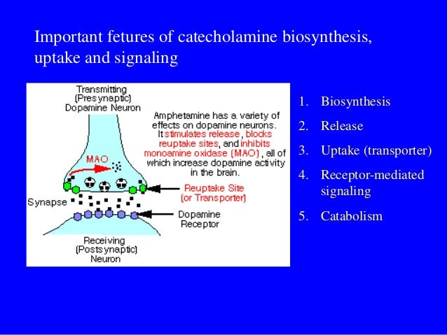 adrenaline is released from the adrenal medulla adrenaline is released from the adrenal medulla