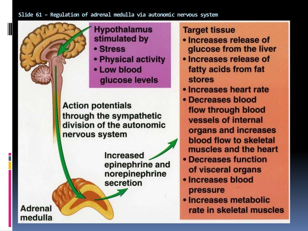 Adrenal medulla 1