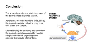Adrenal Medulla Anatomy And Harmone In Details.pptx