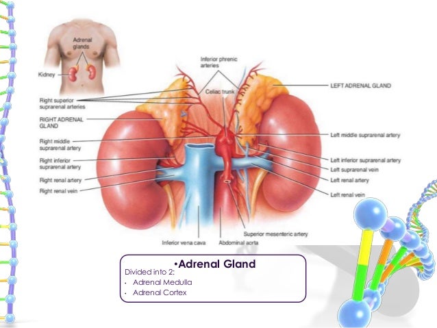 where is the adrenal gland located in the human body where is the adrenal gland located in the human body