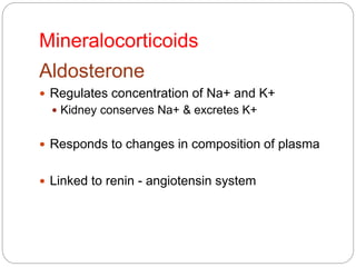 Mineralocorticoids
Aldosterone
 Regulates concentration of Na+ and K+
 Kidney conserves Na+ & excretes K+
 Responds to changes in composition of plasma
 Linked to renin - angiotensin system
 