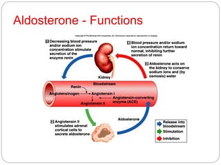 Aldosterone - Functions
 