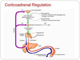 Corticoadrenal Regulation
 