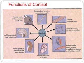 Functions of Cortisol
 