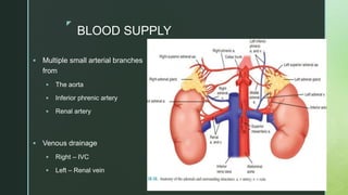 z
BLOOD SUPPLY
 Multiple small arterial branches
from
 The aorta
 Inferior phrenic artery
 Renal artery
 Venous drainage
 Right – IVC
 Left – Renal vein
 