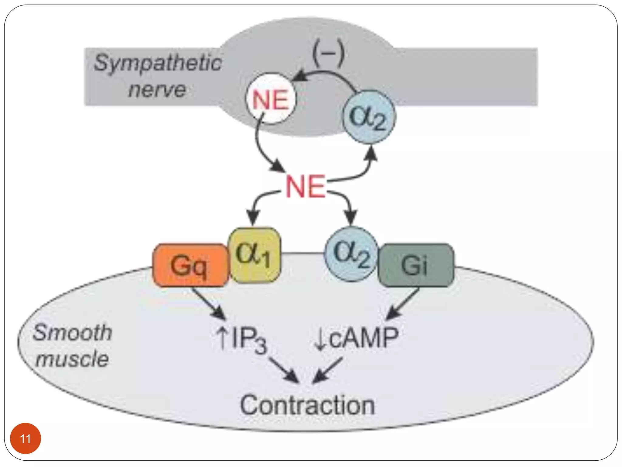 Adrenergic receptors | PPTX