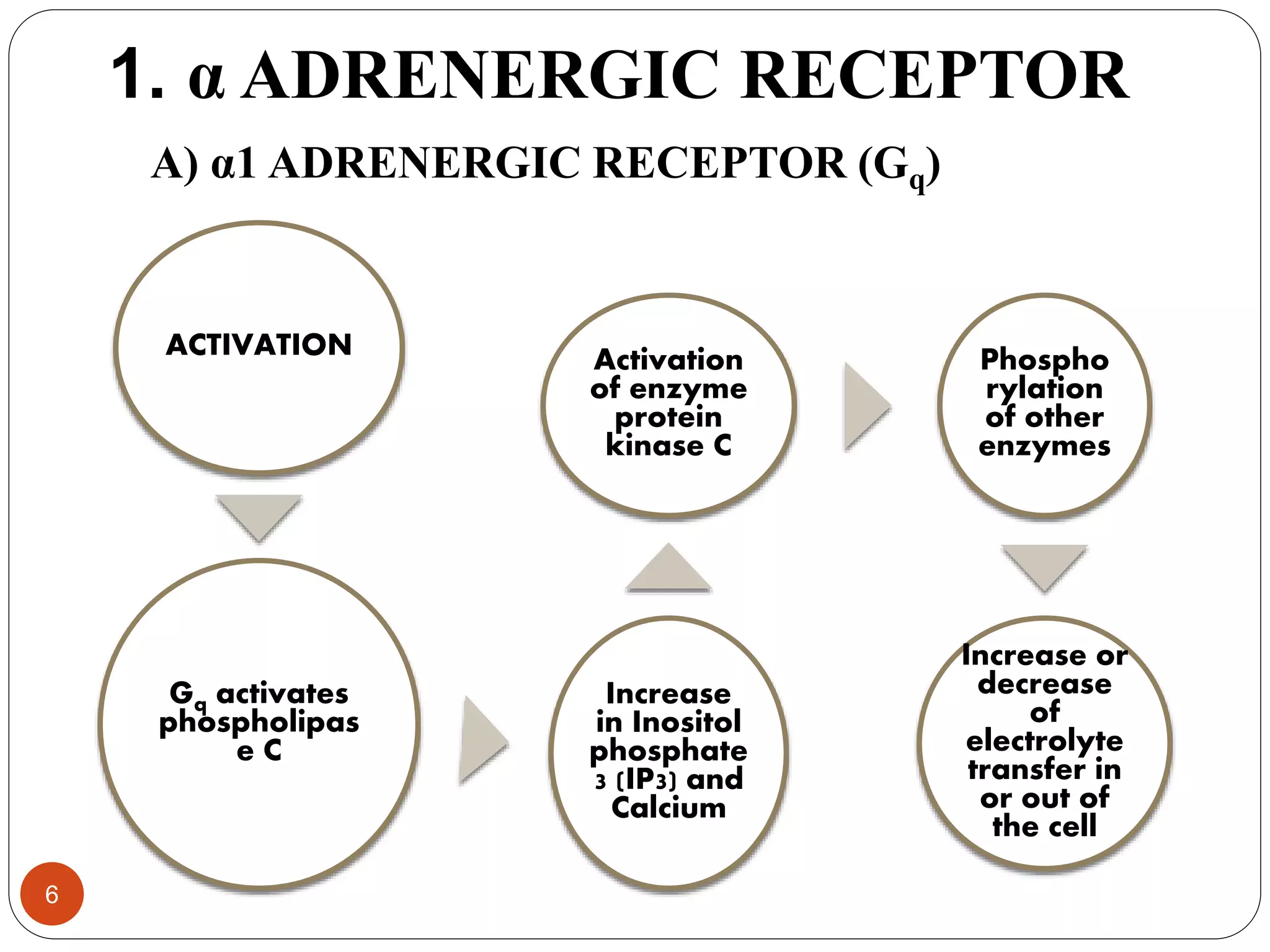 Adrenergic receptors | PPTX