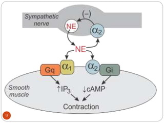 Adrenergic receptors | PPTX