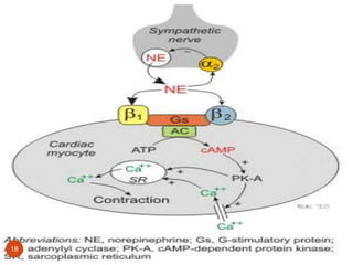 Adrenergic receptors | PPTX