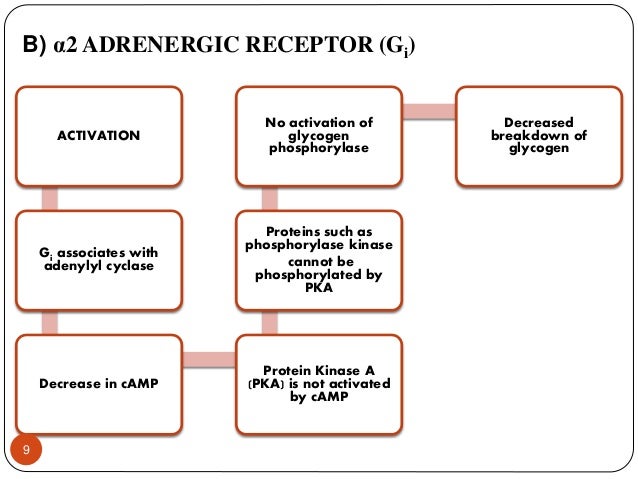 Adrenergic Receptors Chart