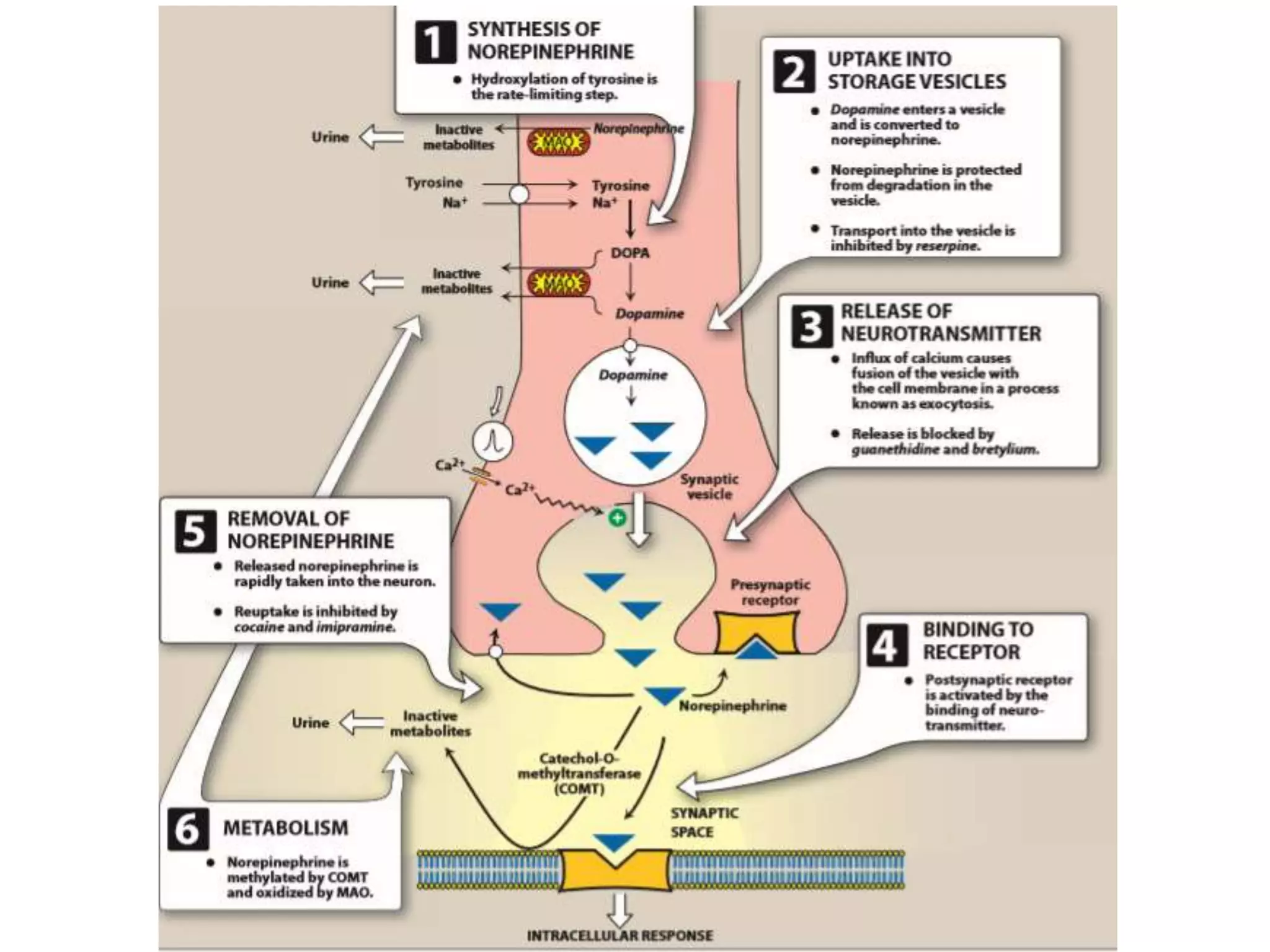 Adrenergic system and drugs | PPTX