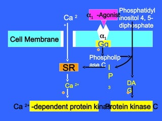 Cell Membrane
Ca 2
+
Ca 2+
Ca 2+
-dependent protein kinase
SR

Phospholip
ase C I
P
3
DA
G
Phosphatidyl
inositol 4, 5-
diphosphate
-Agonist
Protein kinase C
Gq
 