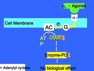 Cell Membrane
AC Gi
 
Agonist
AT
P
cAMP
cAMP
No biological effect
Enzyme-PO4
= Adenylyl cyclase
 