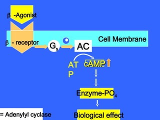 Cell Membrane
- receptor
-Agonist
AC
Gs
AT
P
cAMP
cAMP
Biological effect
Enzyme-PO4
= Adenylyl cyclase
 