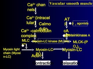 Ca2+
chan
nels
Ca2+
(intracel
lular)
Ca
Ca2+
2+
-calmodulin
-calmodulin
complex
complex
Calmo
dulin
AT
P
cA
cA
MP
MP
MLC
MLC
K*
K*
MLCK-(P
MLCK-(P
O
O4
4)
)2
2
Myosin light
chain (Myosi
n-LC)
Myosin-LC-
PO4
Myosin-LC
Actin
Vascular smooth muscle
Contraction Relaxation
Myosin-LC kinase (MLCK)
agonists
Proteinkinase A
 